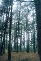 Forest with shafts of light